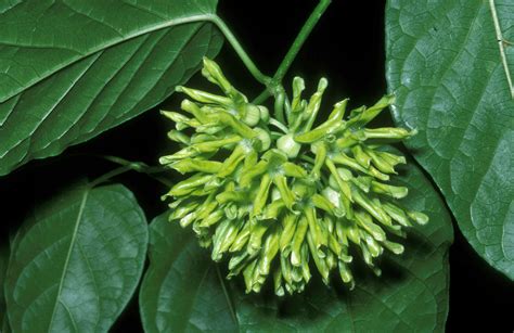Telosma procumbens .